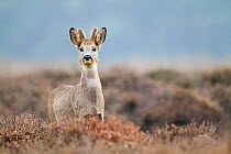 Roe deer (Capreolus capreolus) male portrait in a heather landscape, The Netherlands, January