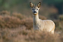 Roe deer (Capreolus capreolus) young male portrait in a heather landscape, The Netherlands