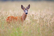 Roe deer (Capreolus capreolus) standing in between high vegetation, The Netherlands