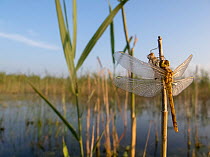 Dragonfly that has just emerged and is drying, fen habitat, Kampina Nature Reserve, Oisterwijk, The Netherlands, July