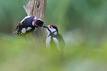 Great Spotted woodpecker (Dendrocopos major) adult male feeding young, Oisterwijk, The Netherlands, June