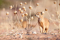 Yellow mongoose (Cynictis penicillata) portrait, Kgalagadi Transfrontier Park, South Africa