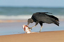 Black vulture (Coragyps atratus) scavenging dead fish on beach, Marao peninsula, Bahia, Brazil
