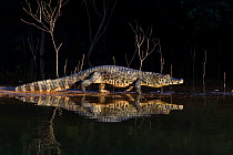 Spectacled caiman (Caiman yacare) walking on a sandy shore at the edge of a river at night, Pantanal, Brazil