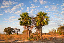 Palm trees in a dry savannah-like landscape, in the Pantanal, Brazil, August 2011