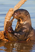 Giant otter (Pteronura brasiliensis) eating a big fish he has just caught, the Pantanal, Brazil