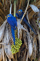 Hyacinth macaws (Anodorhynchus hyacinthinus) two feeding on their favourite palm-nuts in tree, Pantanal, Brazil, August