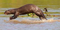 Giant otter (Pteronura brasiliensis) running at the edge of a river while playing with a family member, Rio Tres Irmaos, Pantanal, Brazil