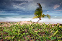 Stormy coastal landscape with heavy rainfall approaching the coast in very windy conditions with cacti at the edge of the beach, Marao peninsula, Bahia, Brazil, August 2010