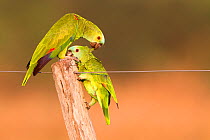 Blue Fronted amazon parrot (Amazona Aestiva) couple preening each other on a fence at Barranco Alto farm, Southern Pantanal, Mato Grosso do Sul,  Brazil, August