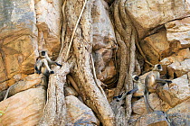 Northern Plains gray / Hanuman Langur (Semnopithecus entellus) three langurs resting in between the roots of a Banyan tree that is growing on steep mountain side, Ranthambore National Park, Rajasthan,...