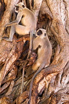 Northern Plains gray / Hanuman Langur (Semnopithecus entellus) family resting in Banyan tree whilst playful juvenile is swinging at tail of adult, Ranthambore National Park, Rajasthan, India