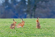 Brown Hares (Lepus europaeus) in the mating season. Wiltshire, England, late February.