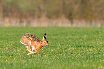 Brown Hares (Lepus europaeus) running in the field, Wiltshire, England, March.