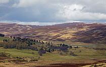 Grouse moor, Deeside, Scotland, April 2012.