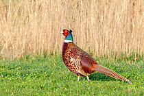 Pheasant (Phasianus colchicus) cock, Wiltshire, UK, March.