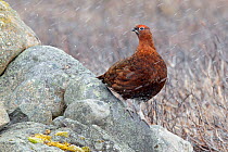 Red Grouse (Lagopus lagopus scoticus) male in spring. Deeside, Scotland, April.
