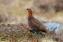 Red Grouse (Lagopus lagopus scoticus) male in spring. Deeside, Scotland, April.