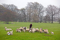 Shepherd with sheep and lambs (Ovis aries). North Yorkshire, UK, April.