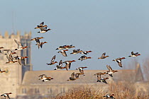 Wigeon (Anas penelope) flock in flight. Dorset, England, January.