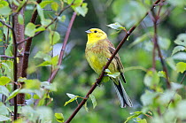 Yellowhammer (Emberiza citrinella) male perched. Wiltshire, UK, May.