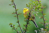 Yellowhammer (Emberiza citrinella) male perched. Wiltshire, UK, May.