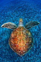 Green Turtle, (Chelonia mydas), Swimming over volcanic sandy bottom, Armenime cove, South Tenerife coast, Canary Islands, Spain, Atlantic Ocean, May 2011, Commended in Wildlife Photographer of the Yea...