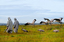 Flock of young Common / Eurasian Cranes (Grus grus) walking and flying after two surrogate parents dressed in grey holding model adult crane heads. The Great Crane Project, Somerset, UK, September 201...
