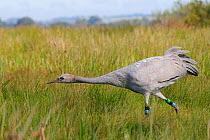 Recently released young Common / Eurasian Crane (Grus grus) chasing flies. The Great Crane Project, Somerset, UK, September 2012. Second place in Mankind and Nature  portfolio category of Melvita Natu...