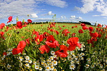 Common poppy (Papaver rhoeas) and Scentless mayweed (Tripleurospermum inodorum) in oat field managed without chemicals to make oat biscuits, Pimhill organic farm, Shropshire, UK, June 2011