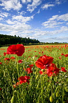 Common poppies (Papaver rhoeas) in oat field managed without chemicals to make oat biscuits, Pimhill organic farm, Shropshire, UK, June 2011