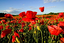 Common poppies (Papaver rhoeas) in oat field managed without chemicals to make oat biscuits, Pimhill organic farm, Shropshire, UK, June 2011