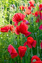 Common poppies (Papaver rhoeas) backlit in oat field managed without chemicals to make oat biscuits, Pimhill organic farm, Shropshire, UK, June 2011
