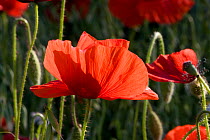 Common poppies (Papaver rhoeas) backlit in oat field managed without chemicals to make oat biscuits, Pimhill organic farm, Shropshire, UK, June 2011