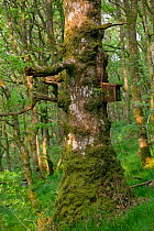 Ancient Sessile oak (Quercus petraea) with bird nest box, placed by wildlife trust for nesting Pied Flycatchers (Musciapa hypoleuca), Gilfach Nature Reserve, Radnorshire Wildlife Trust, Powys, Wales,...