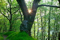 Sessile oak (Quercus petraea) tree with sunlight behind, ancient semi natural woodland in Gilfach Nature Reserve, Radnorshire Wildlife Trust, Powys, Wales, UK May