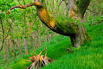 Sessile Oak (Quercus petraea) with den made for and by children for adventure games, very old tree in ancient semi natural woodland in Gilfach Nature Reserve, Radnorshire Wildlife Trust, Powys, Wales,...