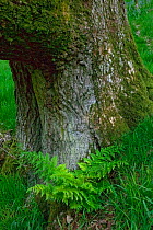 Sessile Oak (Quercus Petraea) ancient tree trunk with Broad buckler fern (Dryopteris austriaca) at base, Gilfach Nature Reserve, Radnorshire Wildlife Trust, Powys, Wales, UK, May