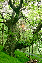 Sessile oak (Quercus petraea) tree with sunlight behind, ancient semi natural woodland in Gilfach Nature Reserve, Radnorshire Wildlife Trust, Powys, Wales, UK May