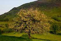 Crab Apple tree (Malus sylvestris) in flower in meadow of upland Gilfach Nature Reserve, Radnorshire Wildlife Trust, Powys, Wales, UK, May