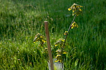 Sessile Oak (Quercus Petraea) tree saplings planted in plastic tubes by conservation volunteers to increase the size of oak woodland in Gilfach farm Nature Reserve, Radnorshire Wildlife Trust, Powys,...