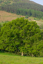 Large Sessile oak (Quercus petraea) in spring with background of old conifer plantation, Gilfach Nature Reserve, Radnorshire Wildlife Trust, Powys, Wales, UK May