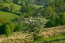 Hawthorn in flower (Cratagus monogyna) in boggy field, ideal habitat for Small Pearl Bordered Fritillary butterfly in upland Gilfach Nature Reserve, Radnorshire Wildlife Trust, Powys, Wales, UK May