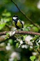 Great Tit (Parus major) on branch of flowering Crab Apple (Malus sylvestris) Gilfach Nature Reserve, Radnorshire Wildlife Trust, Powys, Wales, UK May