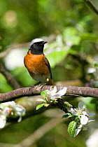 Redstart (Phoenecurus phoenicurus) male in flowering Crab apple tree, Gilfach Nature Reserve, Radnorshire Wildlife Trust, Powys, Wales, UK May