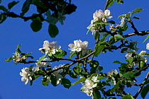 Crab Apple (Malus sylvestris) in flower in spring, Gilfach Nature Reserve, Radnorshire Wildlife Trust, Powys, Wales, UK