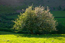 Crab Apple (Malus sylvestris) in flower on spring evening, Gilfach Nature Reserve, Radnorshire Wildlife Trust, Powys, Wales, UK May