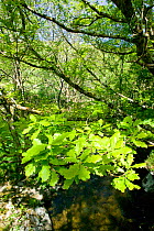 Sessile Oak (Quercus petraea) woodland in spring with fresh leaves over River Marteg, Gilfach Nature Reserve, Radnorshire Wildlife Trust, Powys, Wales, UK May