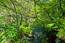 Sessile Oak (Quercus petraea) woodland in spring with fresh leaves over River Marteg, Gilfach Nature Reserve, Radnorshire Wildlife Trust, Powys, Wales, UK May