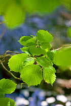 Hazel (Corylus avellana) leaves in spring, Gilfach Nature Reserve, Radnorshire Wildlife Trust, Powys, Wales, UK
